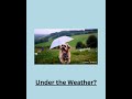 Dog Under the Weather | AI Breaking News #shorts