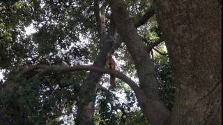 squirrel @Arboretum, UC Davis =D