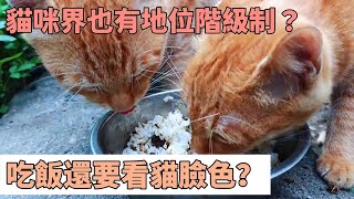 貓咪界也有地位階級制？吃飯還要看貓臉色？