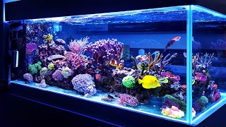 A Guide to 10-100 Gallon Fish Aquarium's