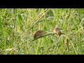 cambodia birds watching the sparrow bird in cambodia.