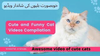 Cute and Funny Cat Videos Compilation | Beautiful Cats Video 2022 | @awwanimals  | Pet Animals