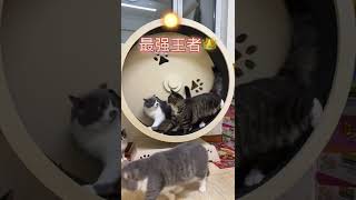 假如猫咪有段位 万万没想到