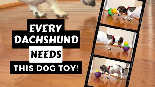 My #1 Favorite Dog Toy for A Dachshund | Best Dachshund Toy Ever!