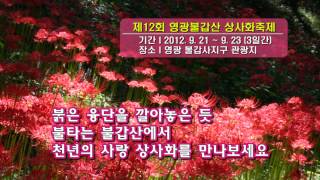 제12회 영광불갑산 상사화축제(lycoris festival)