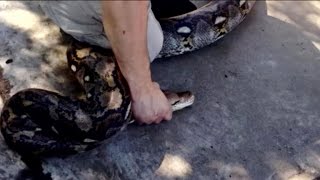 Massive python discovered in Arizona backyard