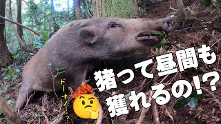 ＃125【有害鳥獣駆除】キミいつ罠に掛かったの ?! 48kgの雌猪を駆除！ - A female boar weighing 48kg was captured！