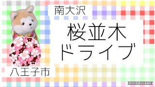 #21【ウェディングと桜並木ドライブ】両サイド濃いめピンクの桜だよ