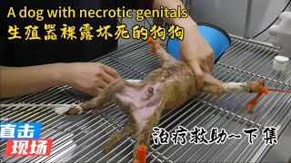 生殖器裸露坏死的狗狗，我全力以赴的救出他它。…下集…A dog with necrotic genitals