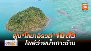 ฝูงโลมาอิรวดีสัตว์ใกล้สูญพันธุ์โผล่ว่ายน้ำเกาะช้าง 10 ตัวรวด l TNNข่าวเช้า l 27-04-2020