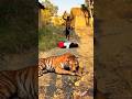 #tiger #animals #india #funny #comedy #wildlife #lion #shortvideo