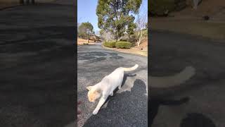 A cute white cat who looks at her and comes with a dash.  #shorts