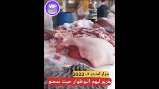 🔴جزار امنيتو في 2023 🔥يدار بوطوار قريب ..حيت تمحنو بزاف 😯💯