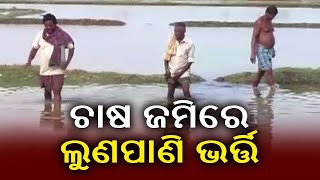 Water-logging in Paddy fields due to Cyclone 'Amphan' in Chandbali || Kalinga TV