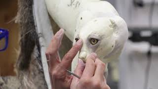 Lynx Eyes. Setting them in clay.... Art of Taxidermy