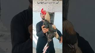 Rare Aseel rooster ☠️ #aseel #minivlog #birds #pets