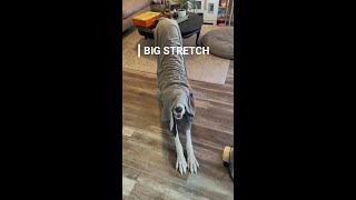 Funny Dogs (Cute) Great Danes  #shorts #dog #cutedogvideos #dogyoga