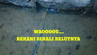 AIR SURUT‼️BELUT BELUT PONDASI PASTI KELAPARAN