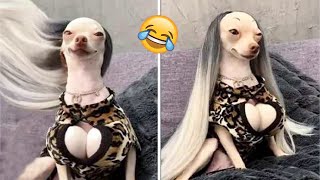 The Funniest Reactions of Animals Caught on Camera 2023 | Pets Island