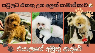 නත්තලට කලින්ම ලෑස්ති වෙන මගේ යාලුවා 🐾