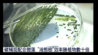 【★碳捕捉+微藻!!液態樹效率勝植物數十倍】