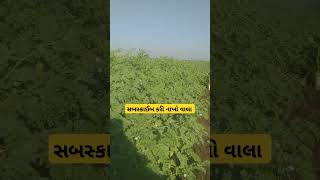 #viralvideo #ખેતી #trending #farming #વાડી #ખેડૂતપુત્ર #ખેડૂતો #khedu #agriculture #khedut