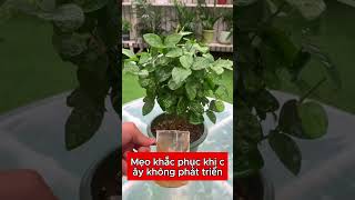 Mẹo khắc phục khi cây không phát triển#cây #farming #nongdan #cây #tintuc #nôngdân #nôngdân #caycanh