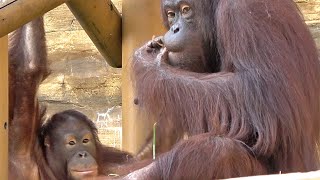 初めて外の放飼場で同居したジュリーさん、チェリア、ひな　②・オランウータン