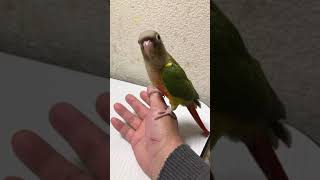 ウロコインコ　パイナップル