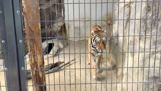 【福山市立動物園】2022年(令和4年)の主役、トラ！貫禄があります！