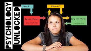 Atkinson & Shiffrin's Multi Store Model of Memory (AKA: Two-Process Model) | Memory
