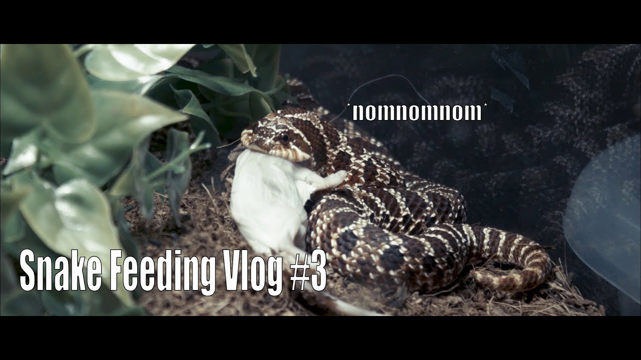 Snake Feeding Vlog 3 Youtube
