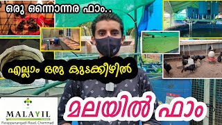 Malayil Farm | ഒരു ഒന്നൊന്നര ഫാം | Malayil Fish Farm Chemmad | മലയിൽ ഫാം | fish farming