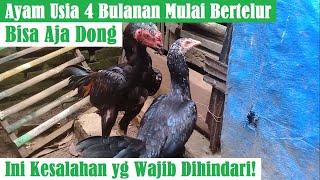 Mau Ayam Kampung Cepat Bertelur Mulai Usia 4 Bulanan, Ini Kesalahan yang Wajib Dihindari Peternak