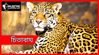 চিতাবাঘ | Leopard | Animal Documentary | Amusetime