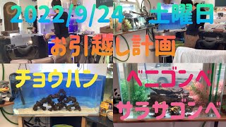 2022/9/24土曜日チョウハン、ベニゴンベ、サラサゴンベお引越し決行！