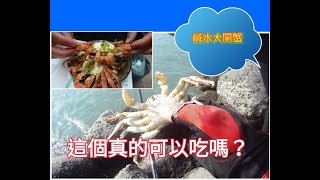 2019-10-27  鹹水大閘蟹(白底仔)  釣螃蟹 抓螃蟹