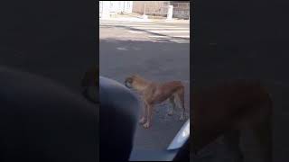 o Cachorro Caramelo Ataca novamente 🐕kkkkk