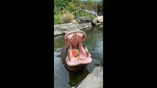 Hippo eating watermelon 河马吃西瓜