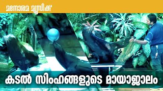 കടല്‍ സിംഹങ്ങളുടെ മായാജാലം - Sea Lion Show - Singapore Zoo