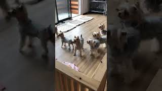 突然大騒ぎ！！【ヨークシャーテリア専門犬舎チャオカーネ】