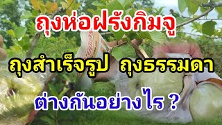 ปลูกฝรั่งกิมจู ถุงห่อฝรั่งกิมจู Guava / บ้านสวนกิตติธรา