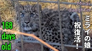 【daysold】アムールヒョウ ミライの娘168日齢 Mirai daughter amurleopard 168days old