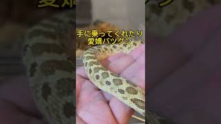 シシバナヘビはホント可愛いよ　#shorts #snake #cute #pets #ヘビ #かわいい #viral #fyp