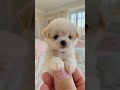 cutest tiny pocket size micro mini puppy ever 🐶❤️