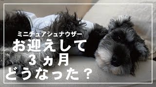 ミニチュアシュナウザーの子犬をお迎えして3か月どうなった？