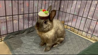 Bunny As A Christmas Pudding