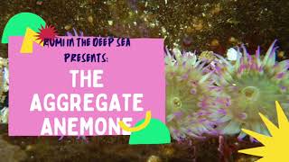 Rumi in the Deep Sea Presents The Aggregate Anemone