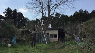 柿の木 伐採 ※素人です