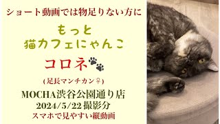 【完全版】　🐱コロネ🐱　猫カフェMOCHA渋谷公園通り店　(足長マンチカン♀)　2024/5/22 撮影分　#日替わり猫カフェにゃんこ